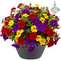 Bild von HP27 mono.mix Calibrachoa Tropicana